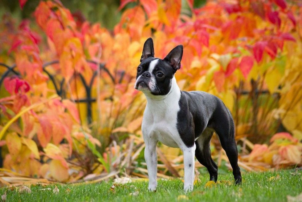 Dog in beautiful red and yellow park outside.