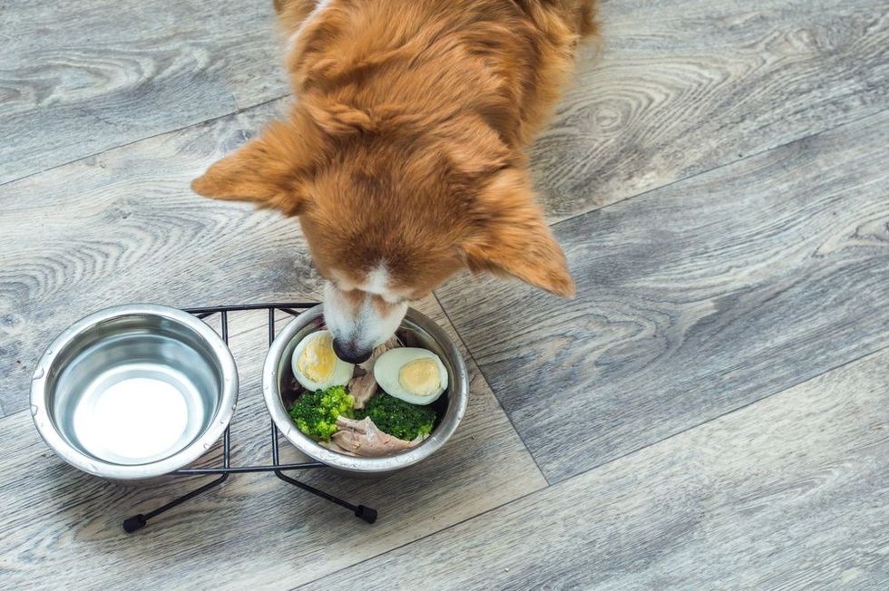 Dog in the kitchen on the floor eats fresh natural food from a bowl