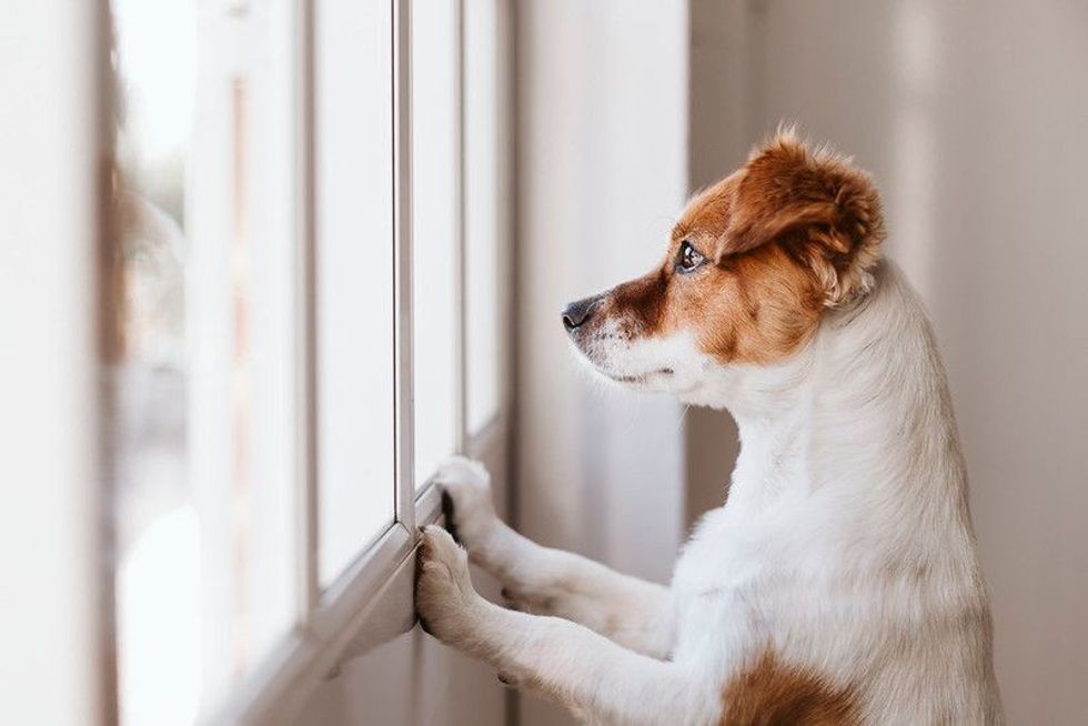  Dog indoors waiting for someone.