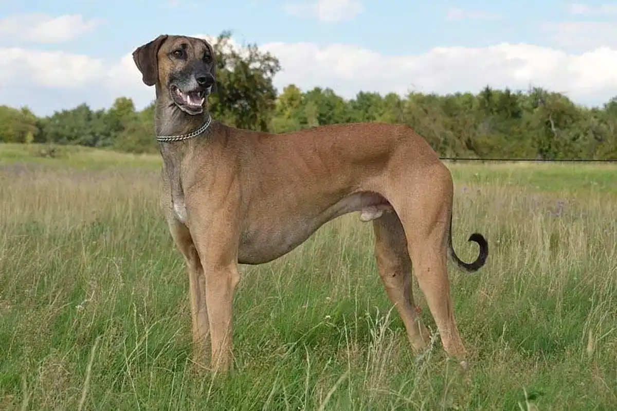 Dog lovers enjoy reading Sloughi facts.