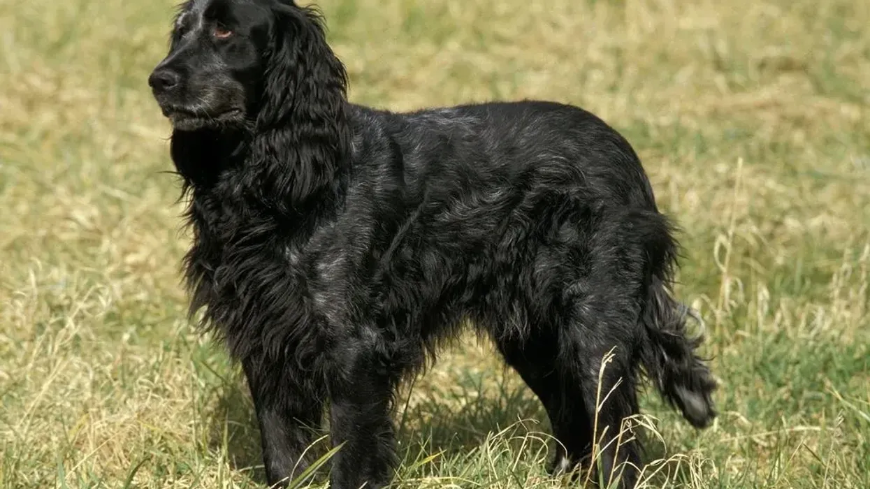 Dog lovers would like to read Blue Picardy Spaniel facts.