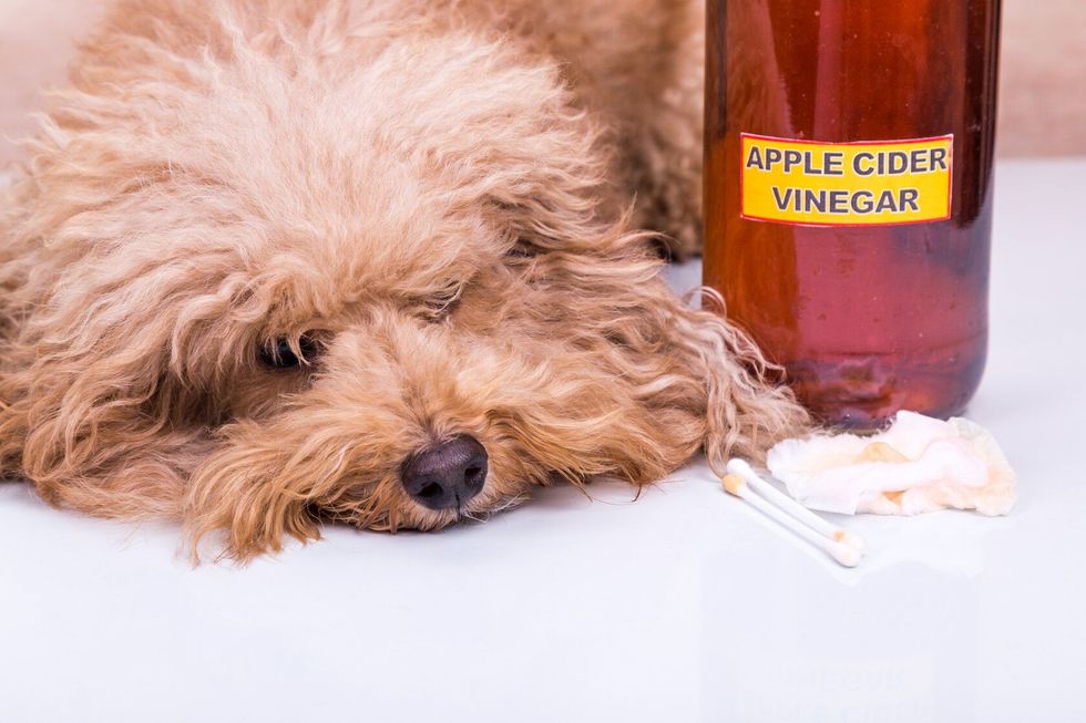 Dog lying next to apple cider vingera bottle.