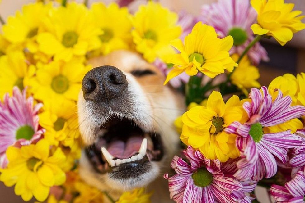 Dog nose peeks out of yellow and pink chrysanthemum flowers. 