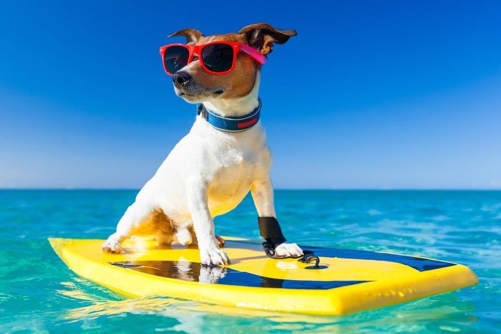 Dog surfing on a surfboard wearing sunglasses at the ocean shore