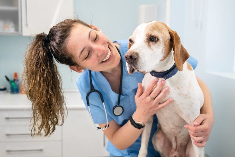 Doggy at veterinarian doctor.