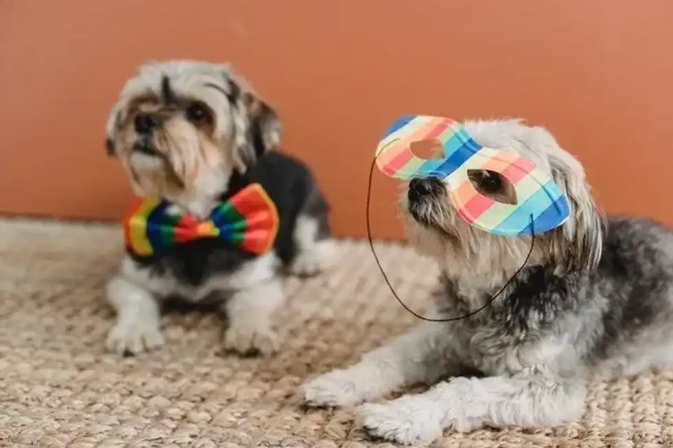 Doggy Date Night Day is celebrated with dogs and humans not just in the US but across the world.