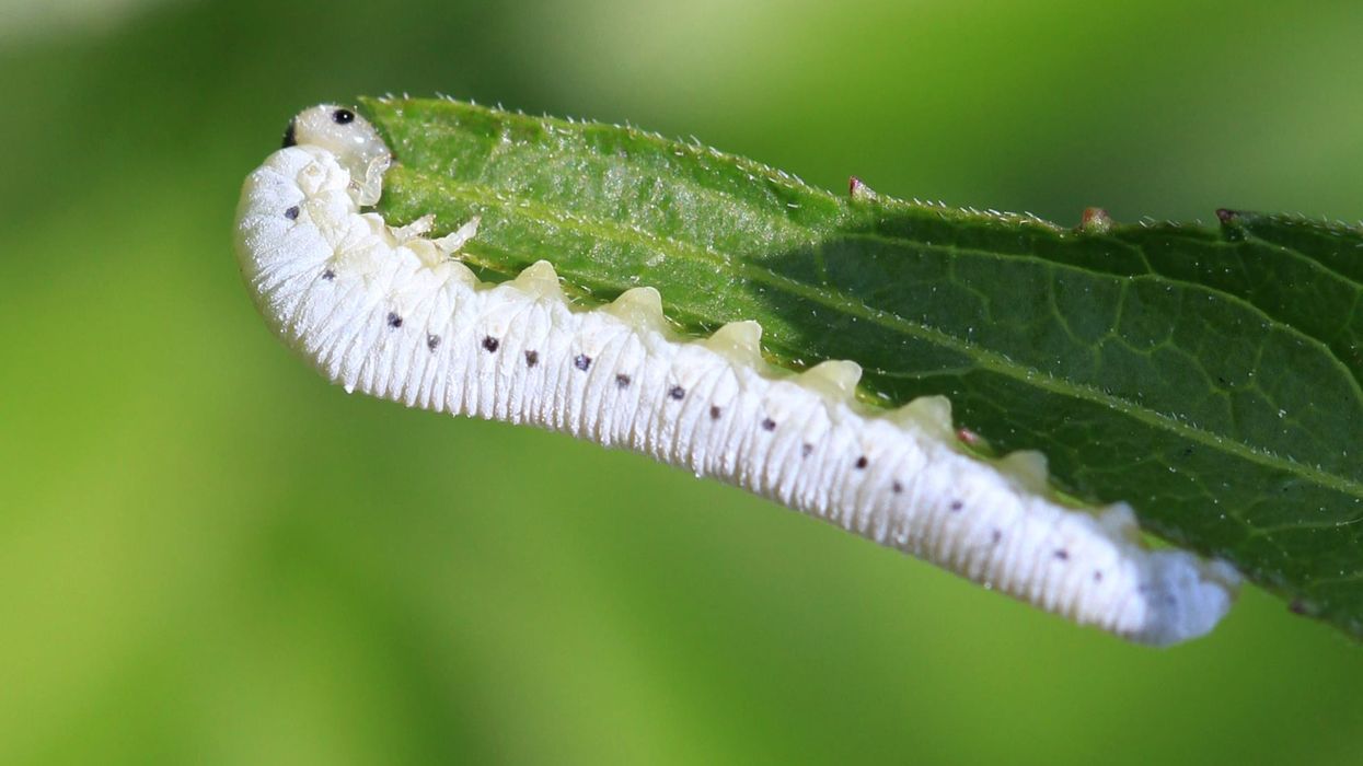 Dogwood sawfly larvae feed on Dogwood leaves.