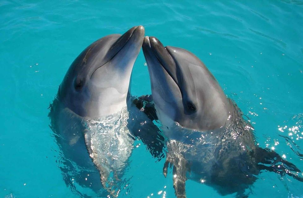 dolphin names for you that are cute
