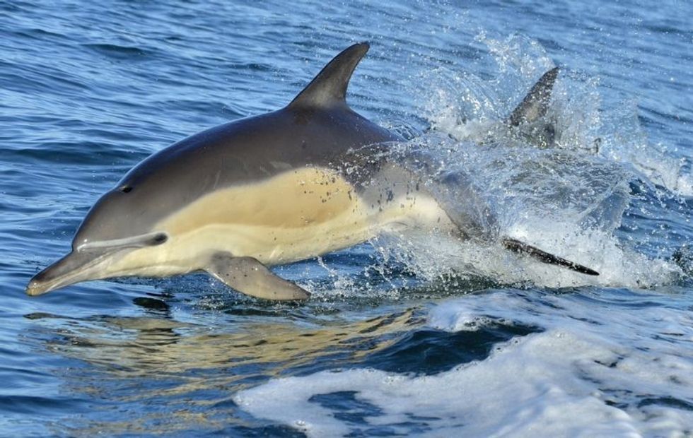 Dolphin, swimming in the ocean