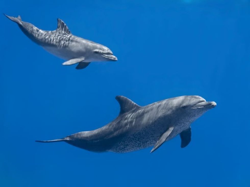 What Is A Group Of Dolphins Called: Fun Facts That Kids Should Know