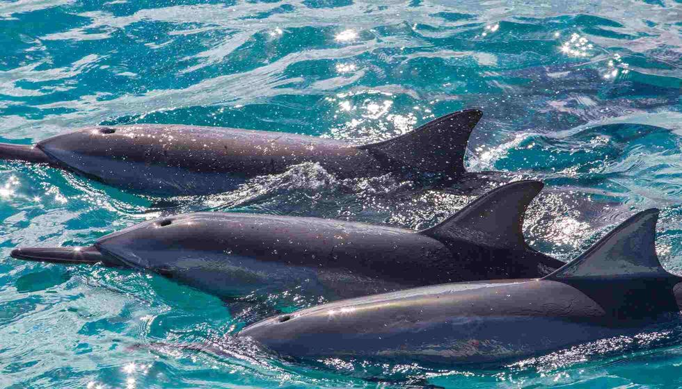 Dolphins taking a breath at the surface.