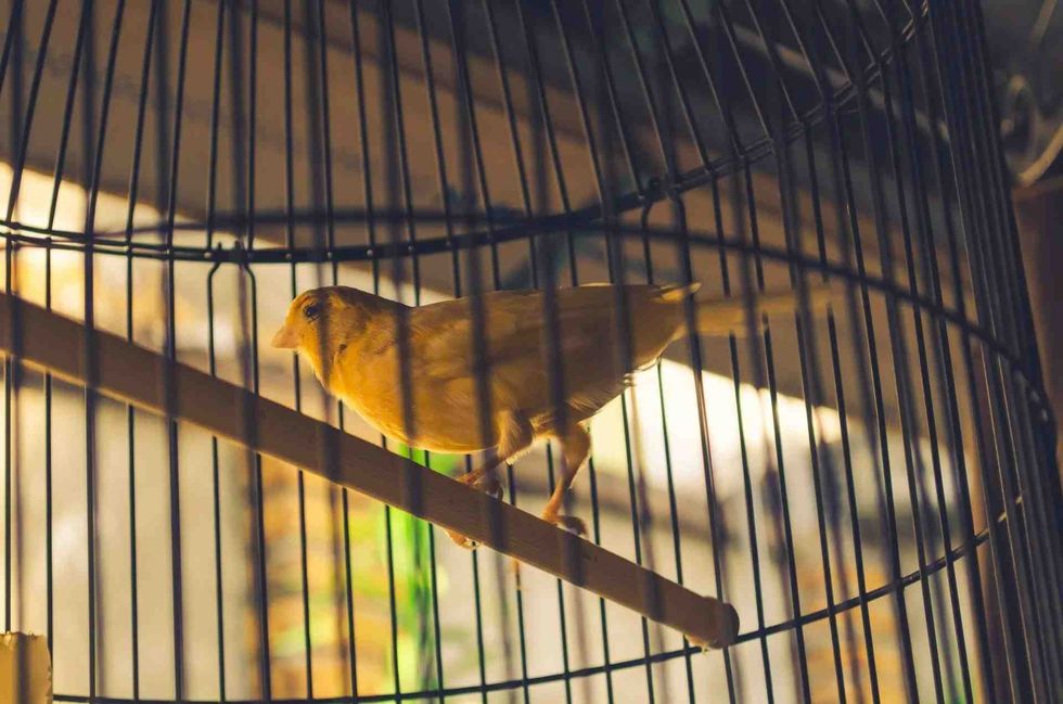 domestic canary is a popular song bird