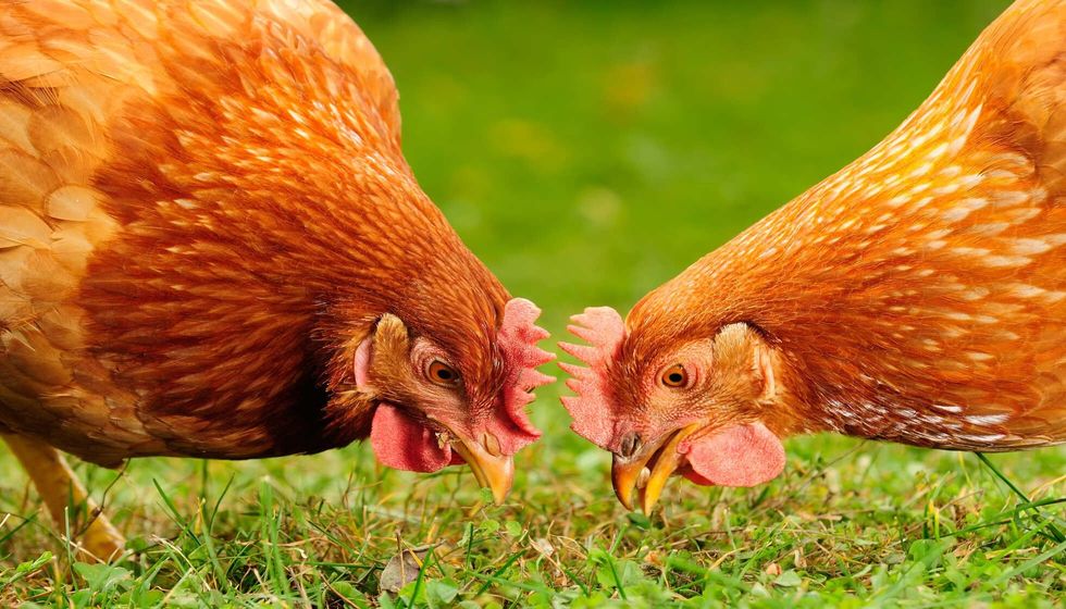 Domestic Chickens Eating Grains and Grass.