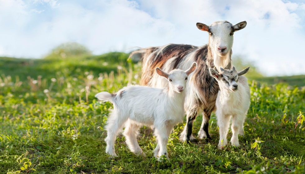 Domestic goats in farm.