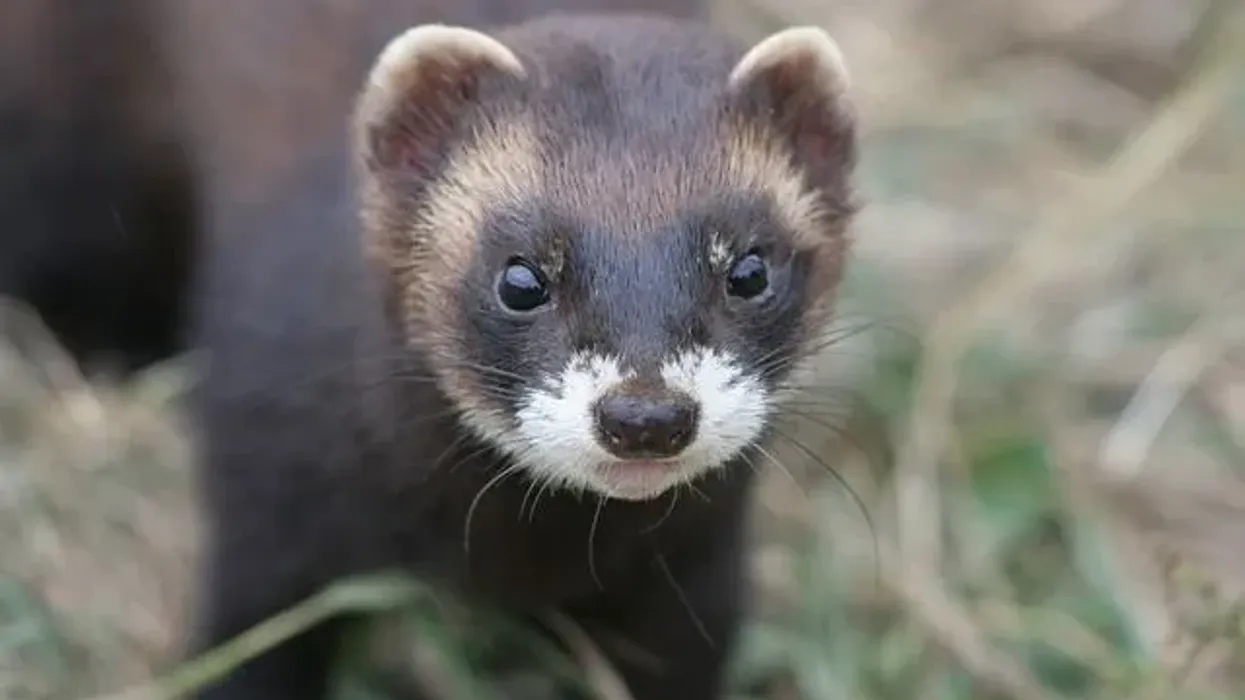 Domestic polecat facts are extremely interesting.