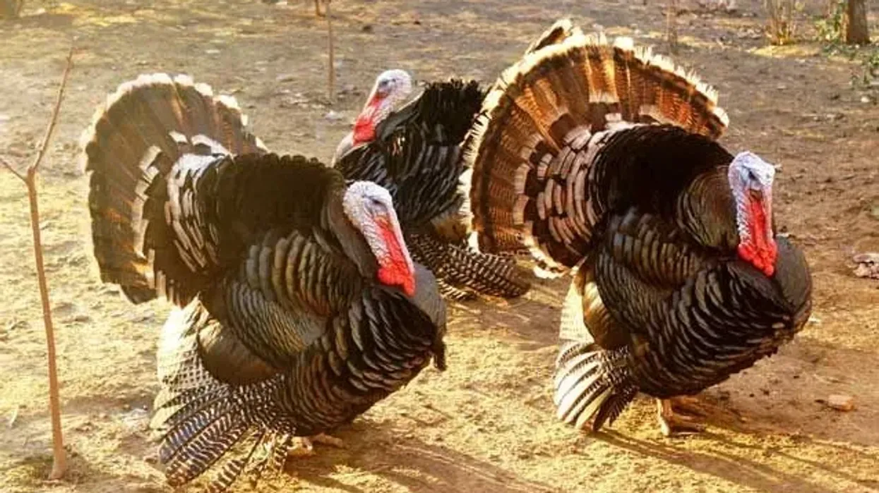 Domestic turkey facts are illuminating.