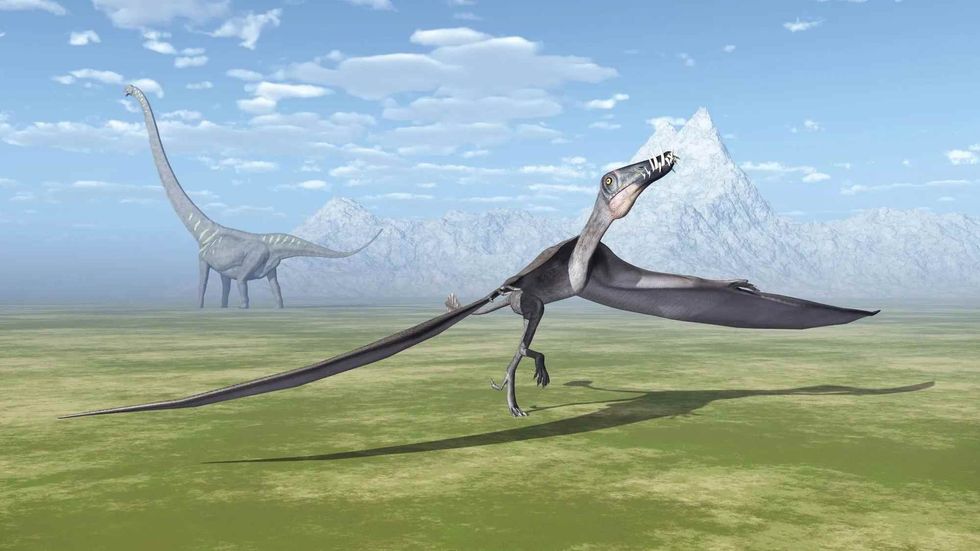 Dorygnathus classification says that this animals was type of flying reptile