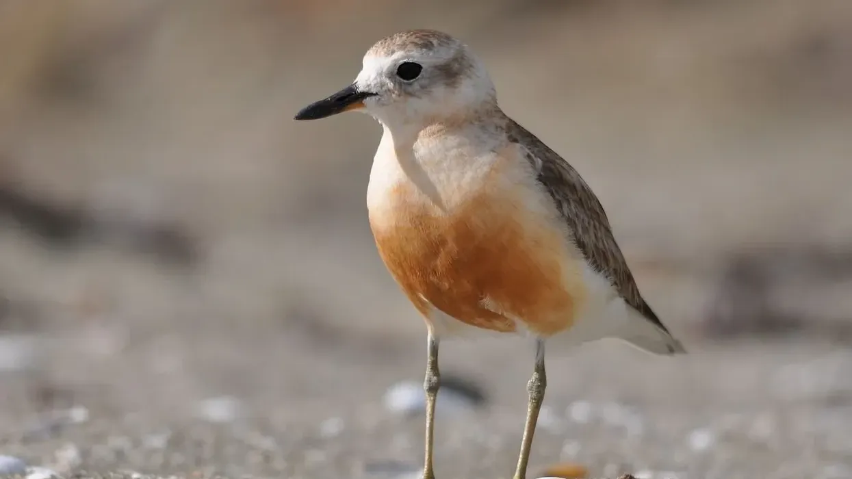 Dotterel facts, New Zealand dotterel charadrius has small groups in North Island.