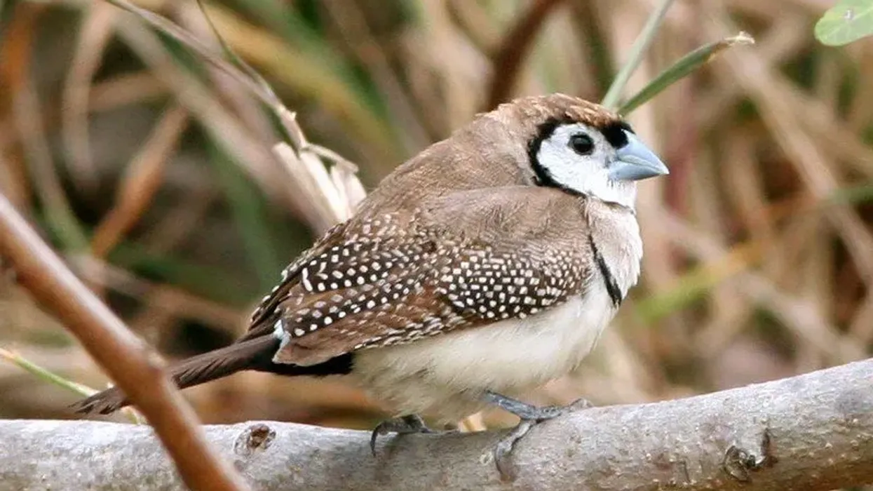 Double-barred finch facts, an owl-faced, long-tail bird species native to eastern Australia.