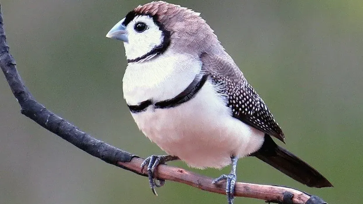 Double-barred finch facts are interesting.