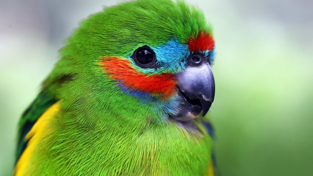Double-eyed fig parrot facts are interesting to read.