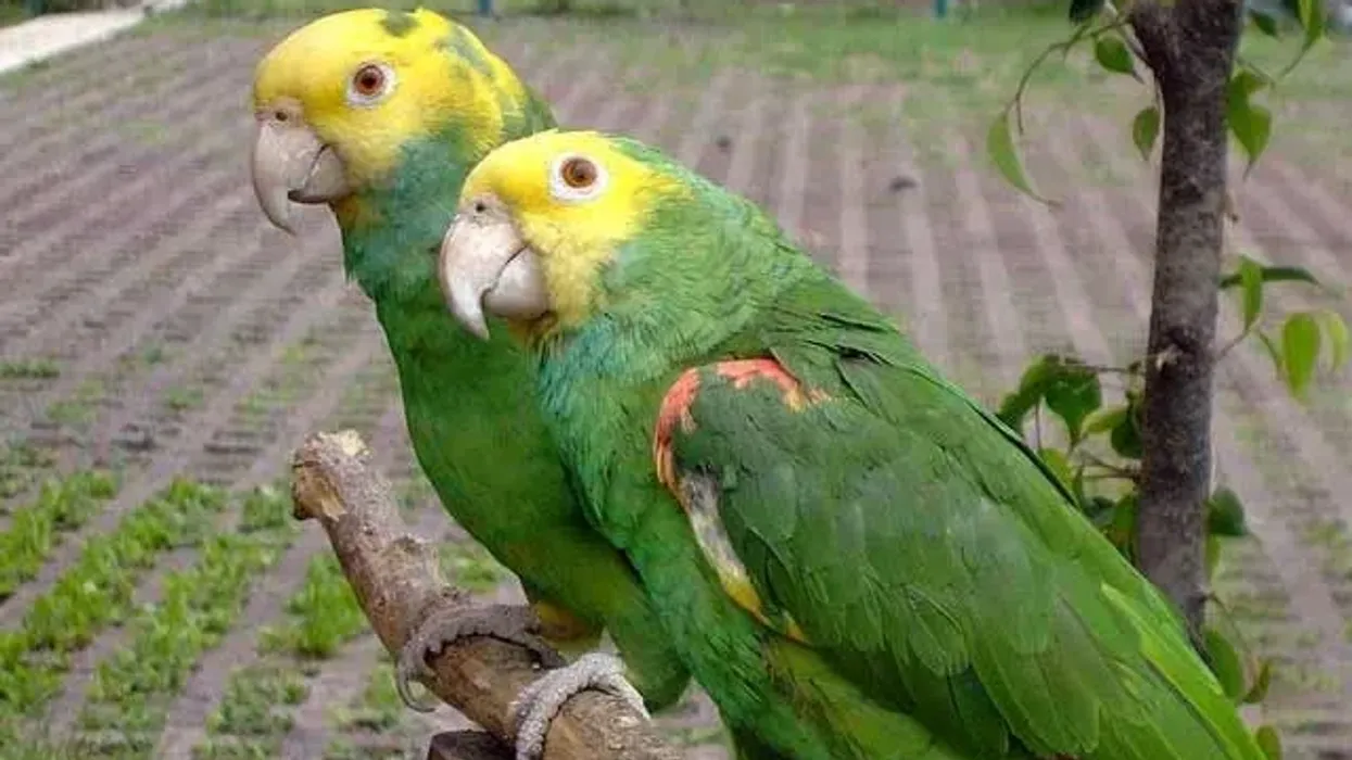 Double yellow head amazon parrot facts, an exotic pet to own