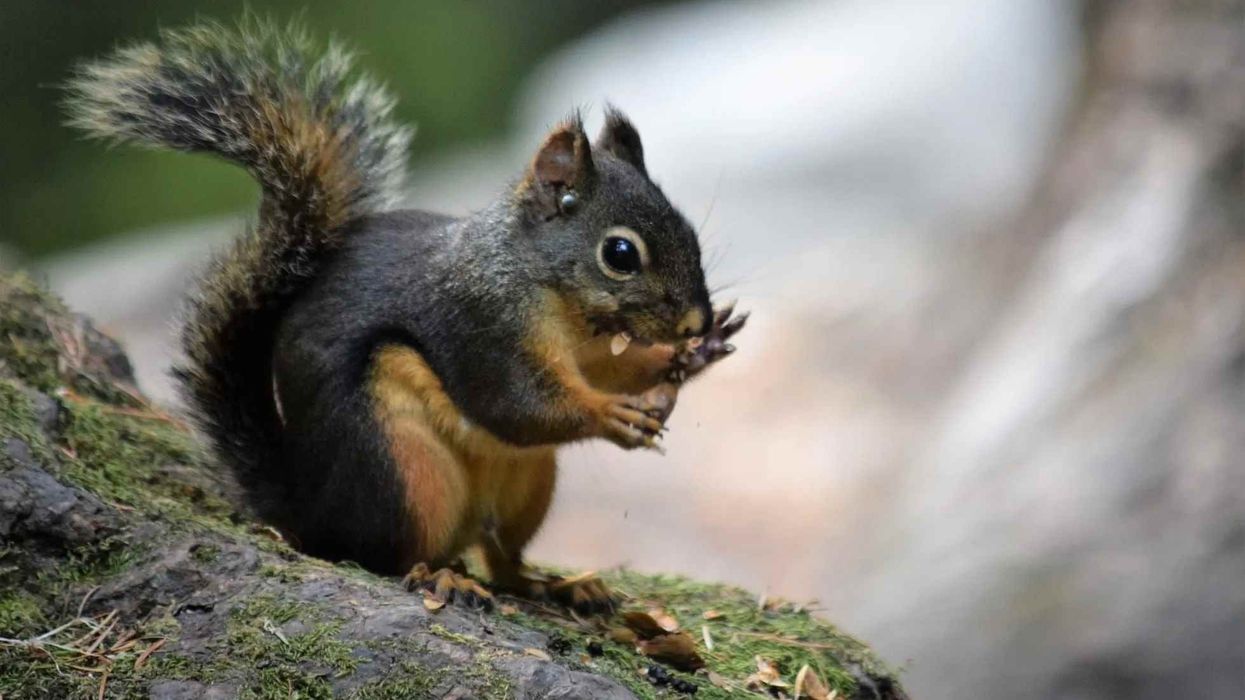 Douglas squirrel facts, such as the fact that they are one of the noisiest squirrels, are interesting!