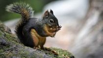 Douglas squirrel facts, such as the fact that they are one of the noisiest squirrels, are interesting!