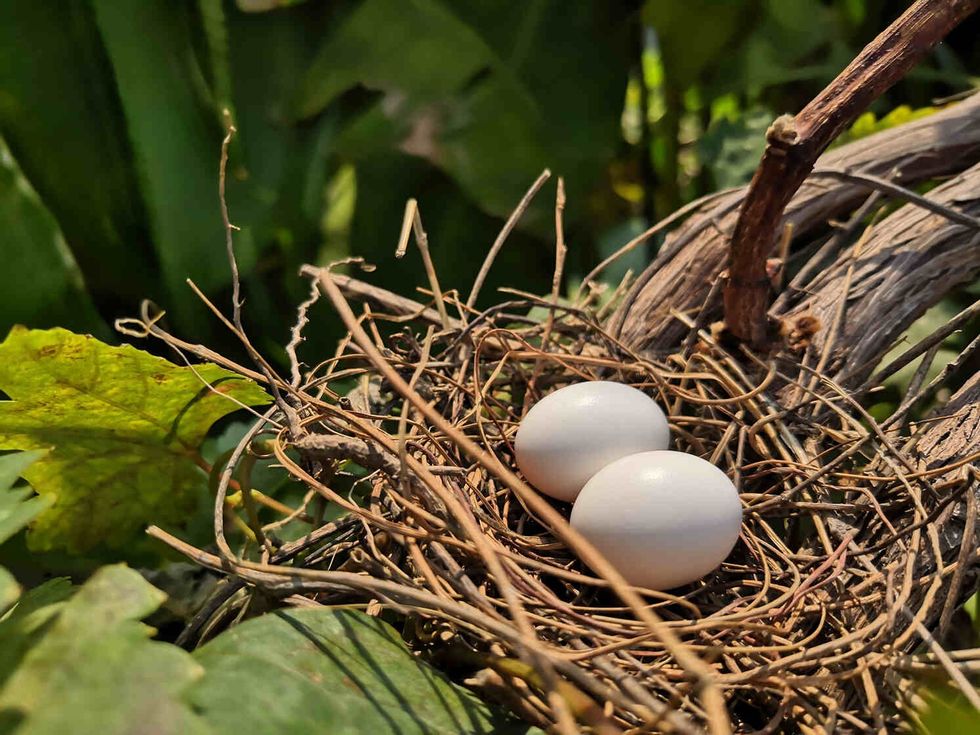 Dove eggs in the nest.