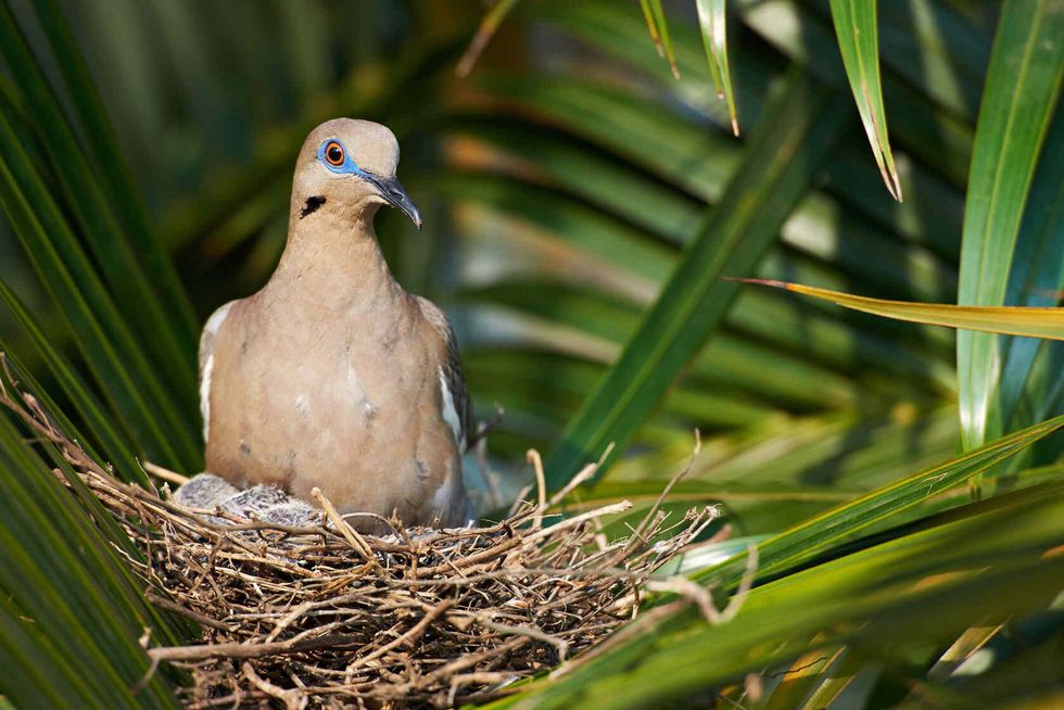 Dove in nest with its babies.