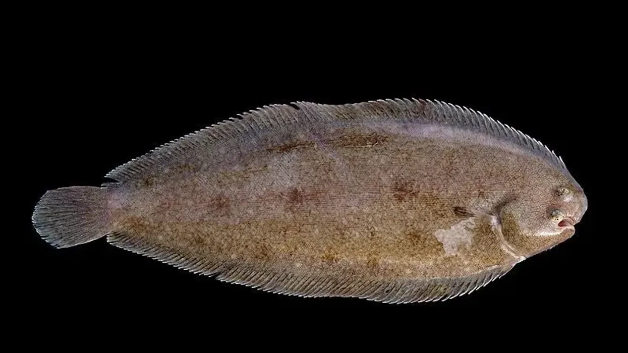 Dover sole facts about the fish named after Dover, the English fishing port.