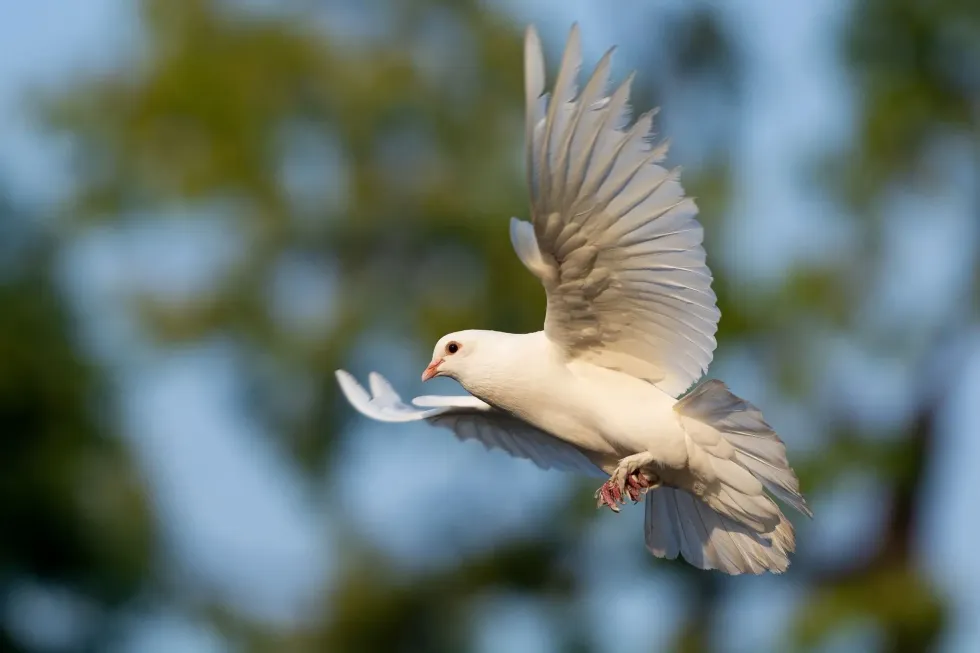 Doves have a unique sleeping posture, unlike a lot of birds have. They sleep with their head rested between their shoulders and not far from their body.