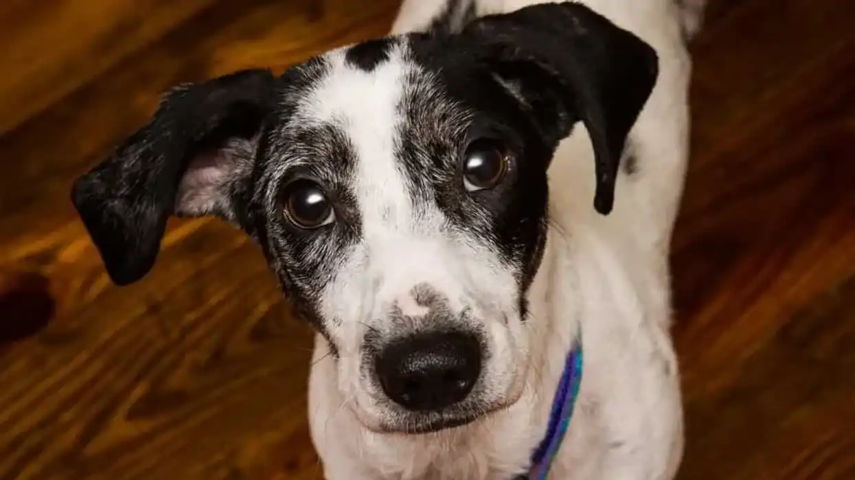 Doxle facts tell us about their health