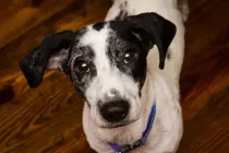 Doxle facts tell us about their health