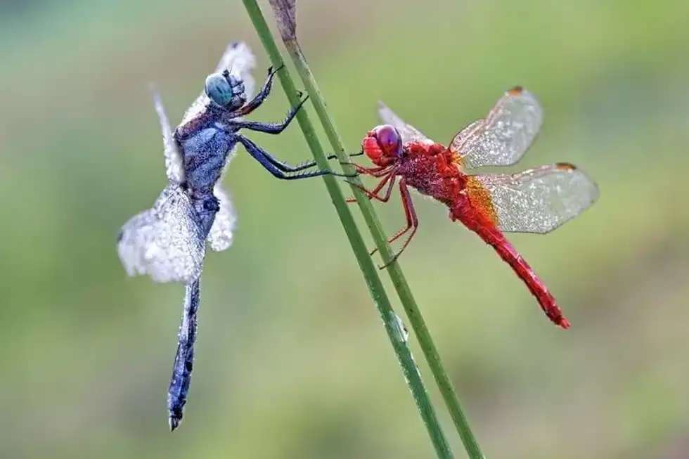 Dragonfly quotes are quite magical