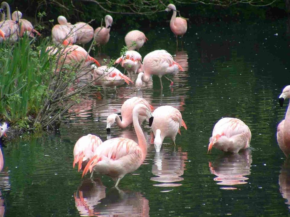 Dublin Zoo is a major attraction in Ireland.