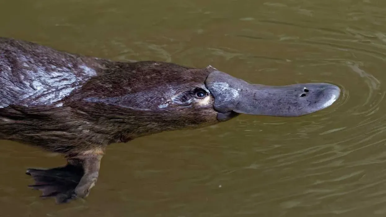 Duck-billed platypus facts are interesting for kids