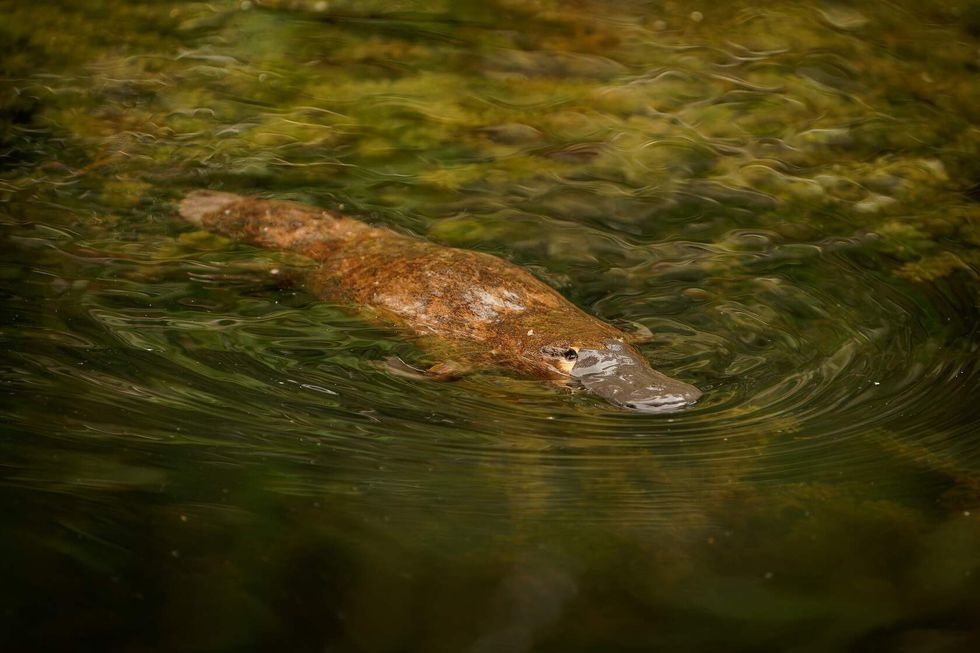 Duck-billed platypus in water.