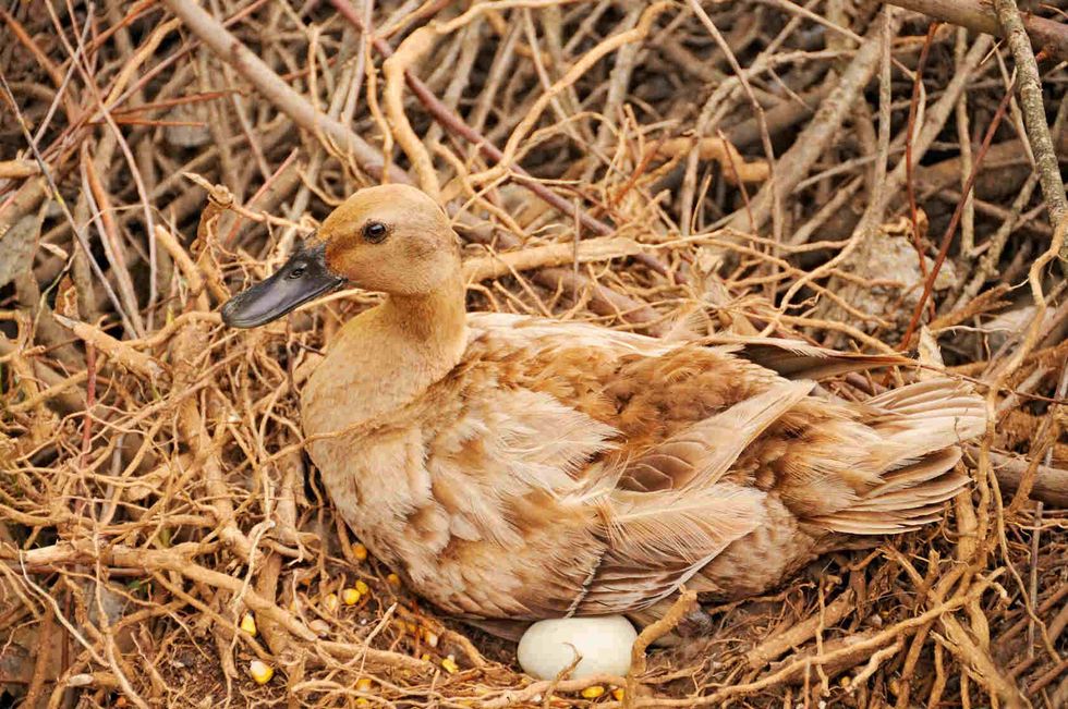 Duck taking care of her eggs.