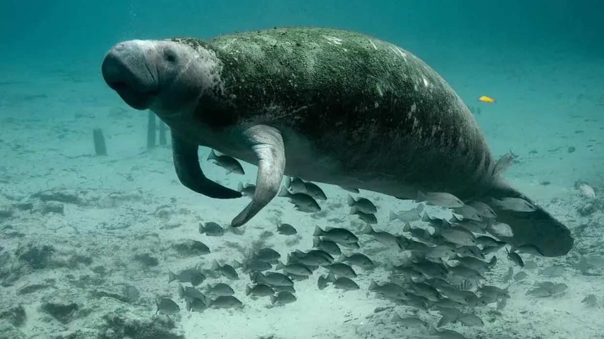 Dugong facts about one of the most majestic marine mammals.