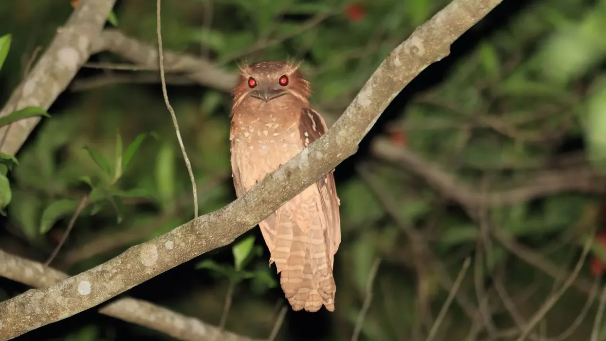 Dulit frogmouth facts are great for kids.