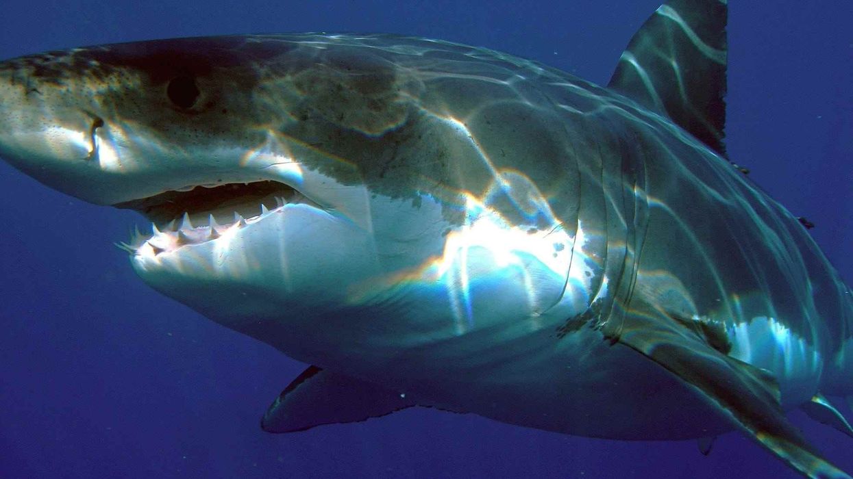 Dumb gulper shark facts about the rare and endangered deepwater fish species.