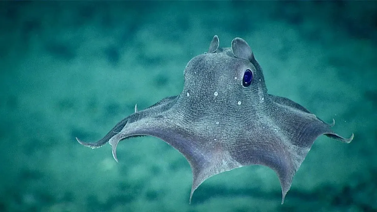 Dumbo Octopus Facts File