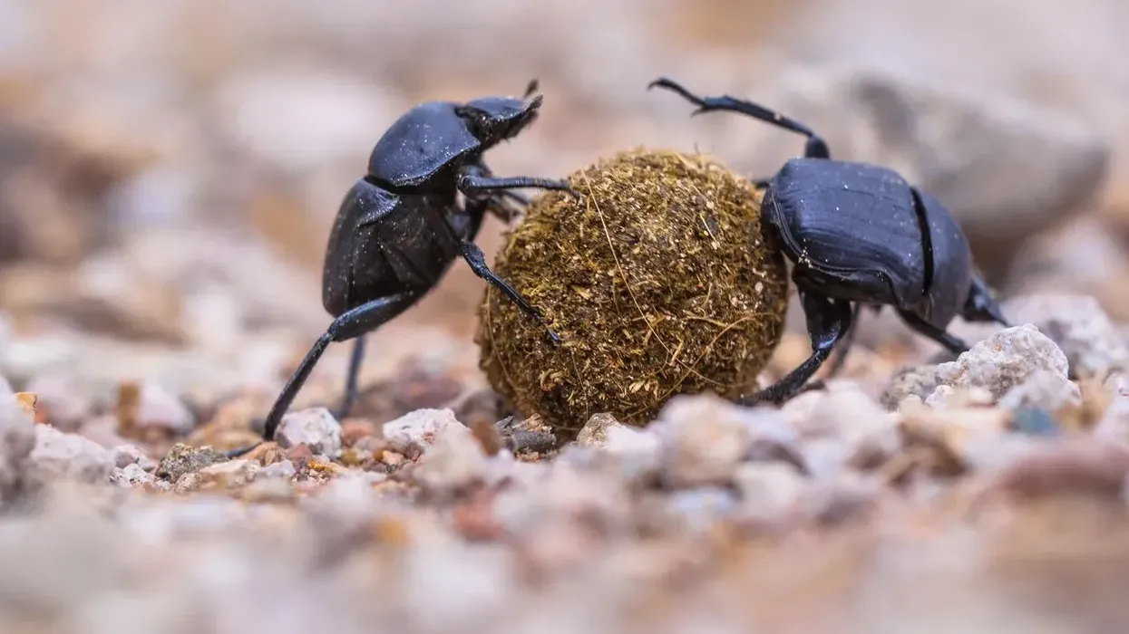 Dung beetle facts for kids talk about how these insects live every day!