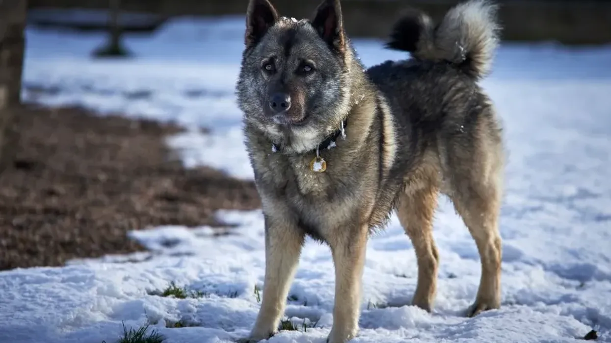 Dunkers, or Norwegian Elkhounds, are beautiful animals