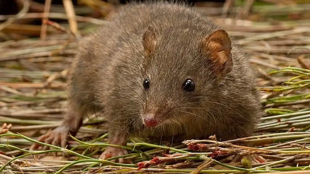 Dusky antechinus facts will leave you in awe of the mammalian world.