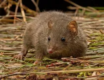 Dusky antechinus facts will leave you in awe of the mammalian world.