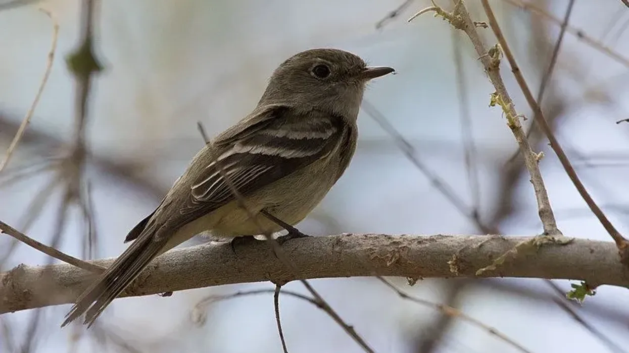 Dusky flycatcher facts about the bird species found in open forest with a shrubby understory, mountain chaparral, or brushy slopes.