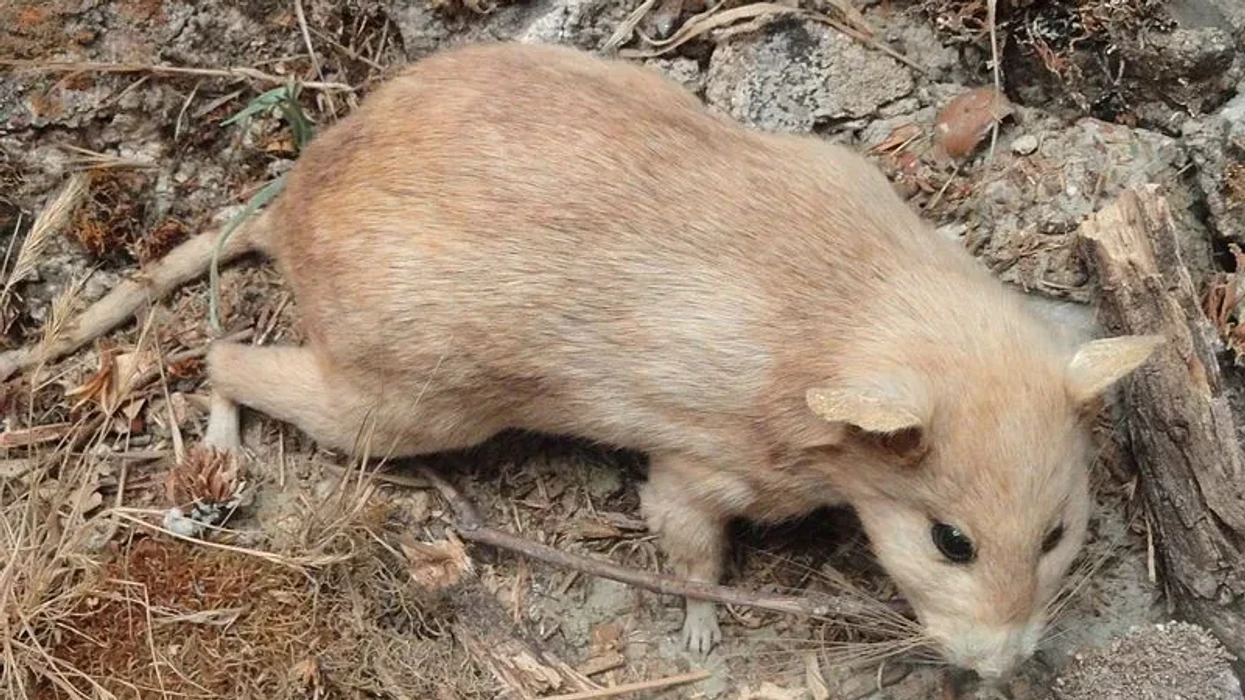 Fun Dusky-footed Woodrat Facts For Kids | Kidadl