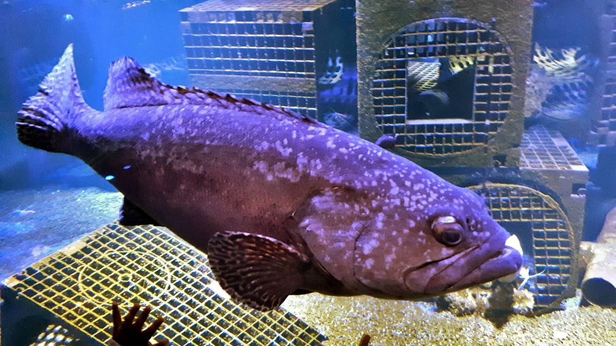 Dusky grouper facts tell us about their geographical distribution.